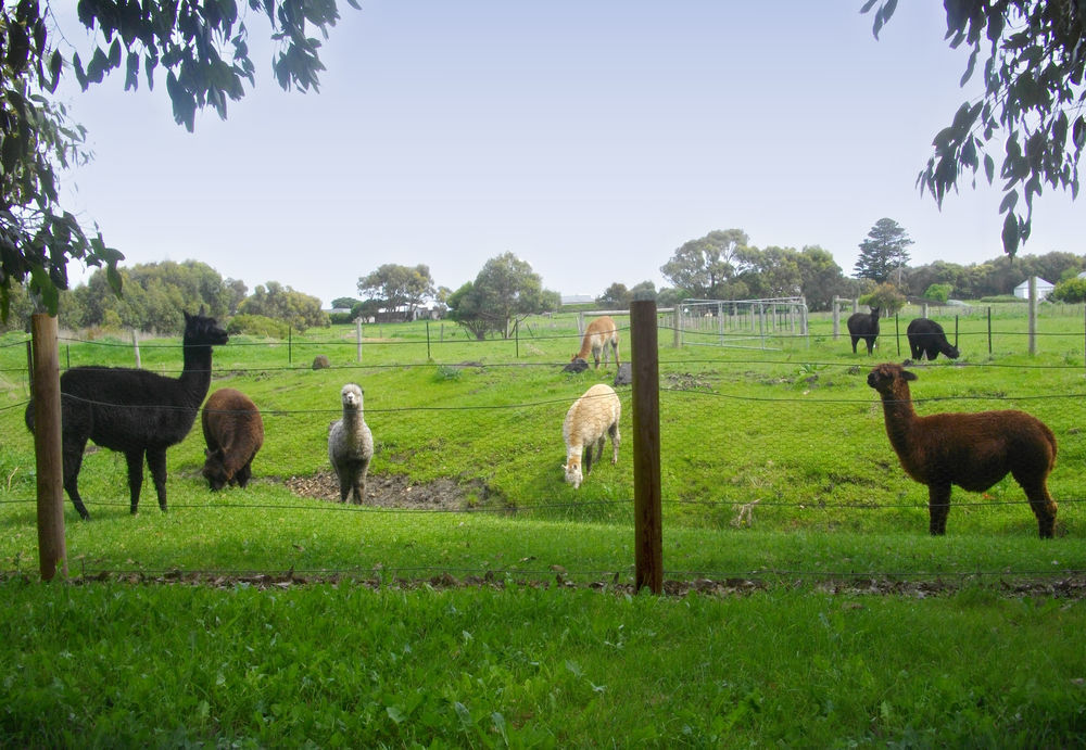 Clonmara Country House And Cottages Port Fairy Dış mekan fotoğraf